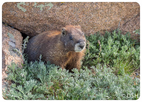 Marmot