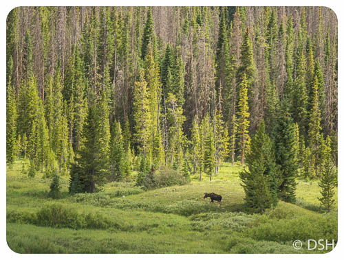 Moose in meadow