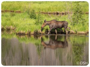 Moose at Beaver Pond