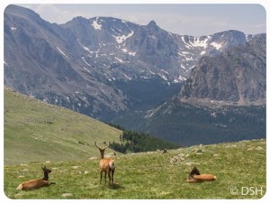 Elk in Meadow
