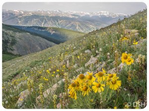 Alpine Sunflowers Rollins Pass