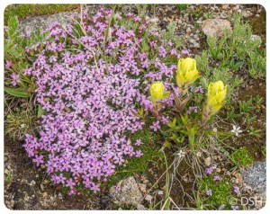 Wildflowers Rollins Pass