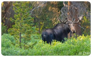 Moose, on way to trailhead