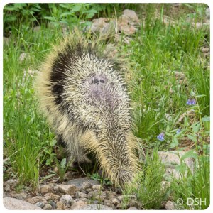 Porcupine
