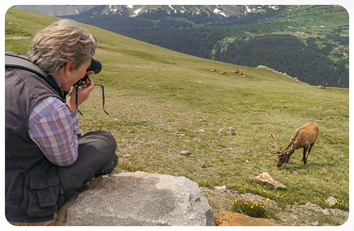 Photographing the Elk